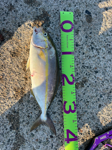 カンパチの釣果