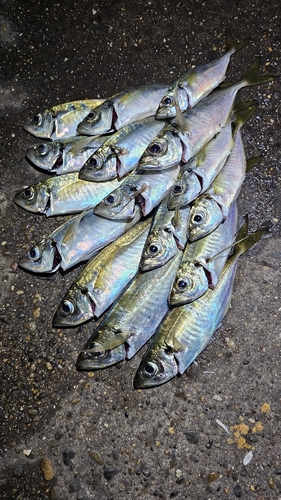 アジの釣果