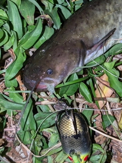 ナマズの釣果