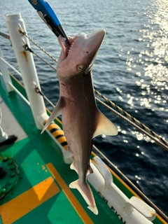 サメの釣果