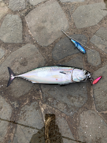 カツオの釣果