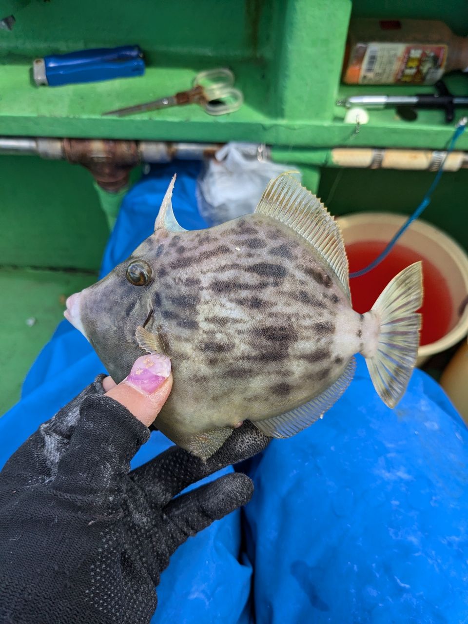 アングラー0139596アキャリさんの釣果 2枚目の画像