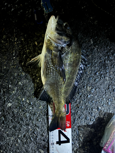 クロダイの釣果