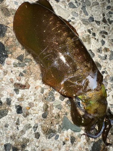 アオリイカの釣果