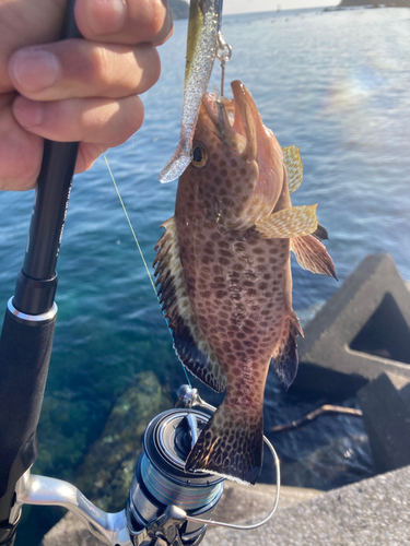 オオモンハタの釣果