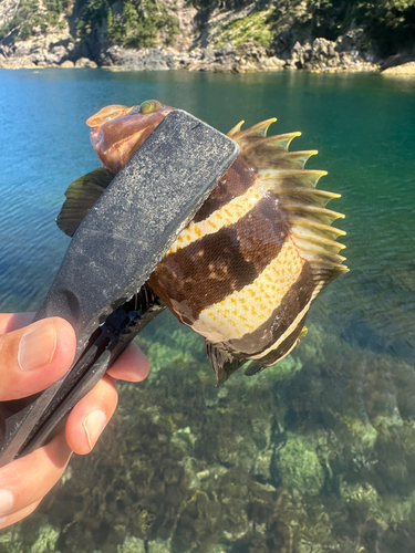 アオハタの釣果