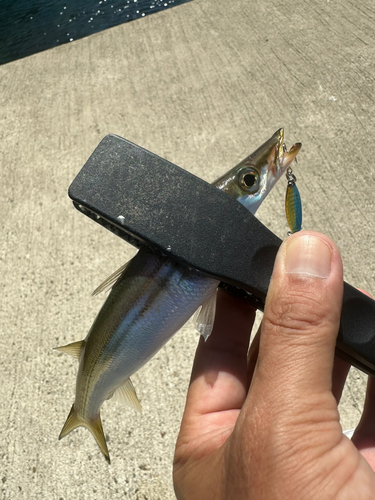 カマスの釣果