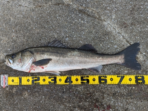 シーバスの釣果