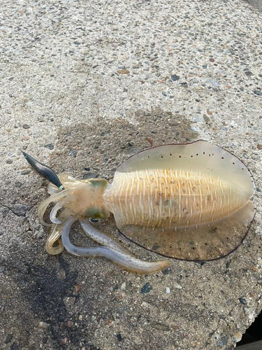 アオリイカの釣果