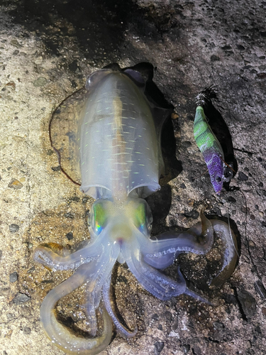 アオリイカの釣果