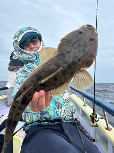 マゴチの釣果