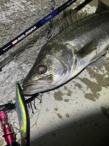 シーバスの釣果