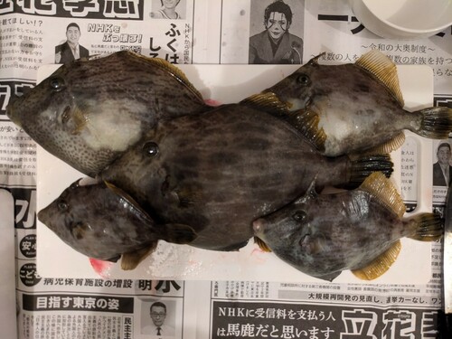 カワハギの釣果