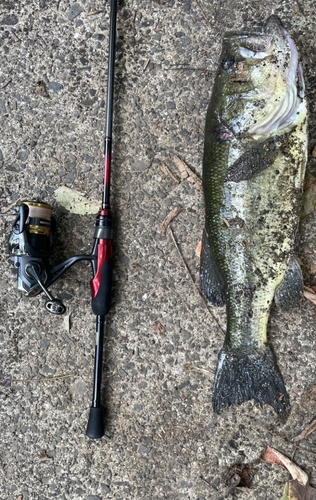 ブラックバスの釣果