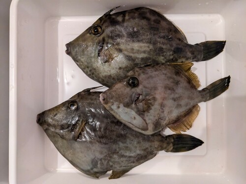 カワハギの釣果