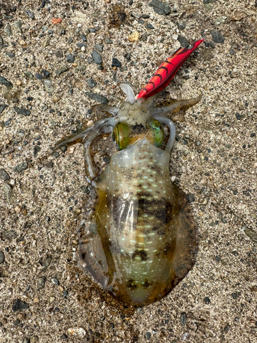 アオリイカの釣果