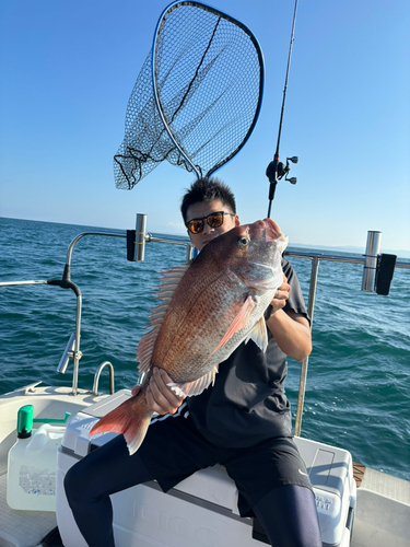 マダイの釣果