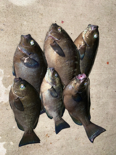 クチブトグレの釣果