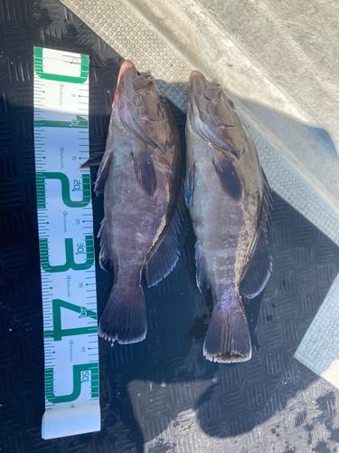 マハタの釣果