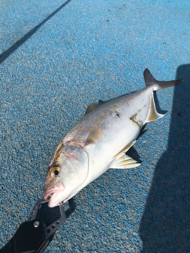 イナダの釣果