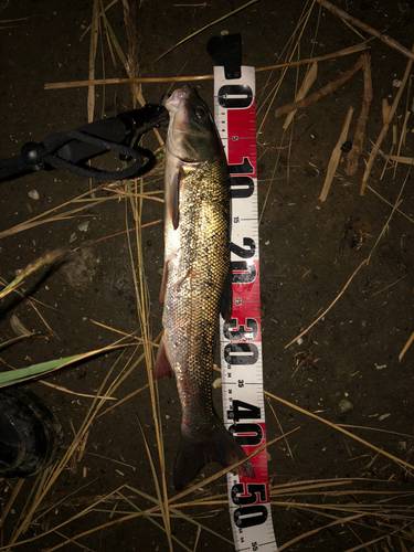 ウグイの釣果