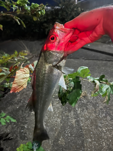 セイゴ（マルスズキ）の釣果