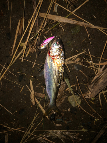 コノシロの釣果