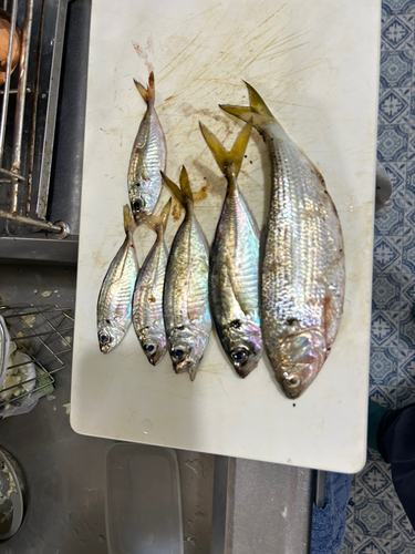 アジの釣果