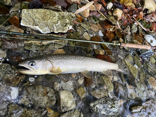 アメマスの釣果