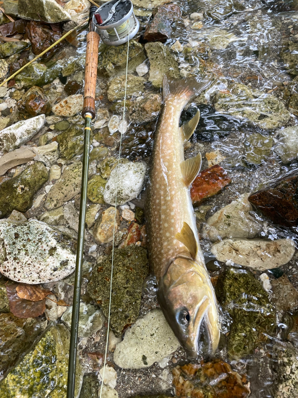 アメマス