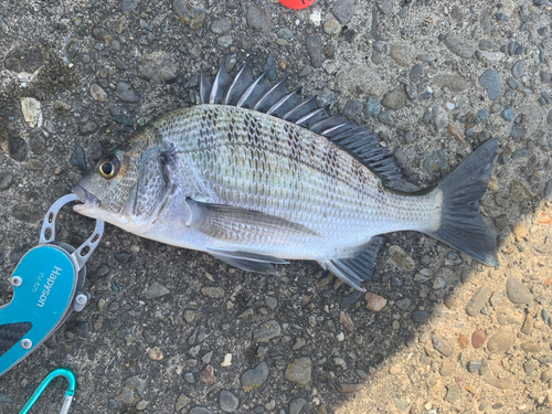 チヌの釣果