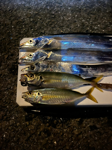 タチウオの釣果