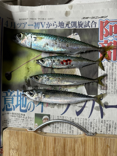 サバの釣果