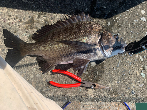 チヌの釣果