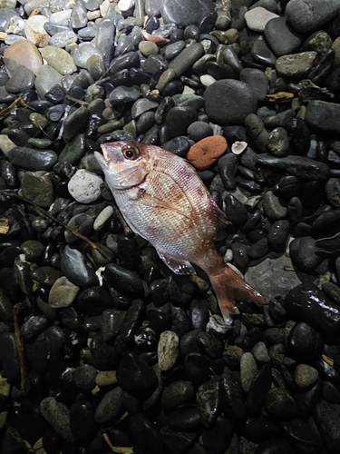 チャリコの釣果