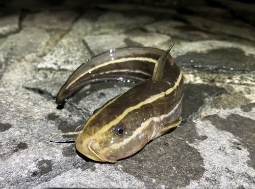 ゴンズイの釣果