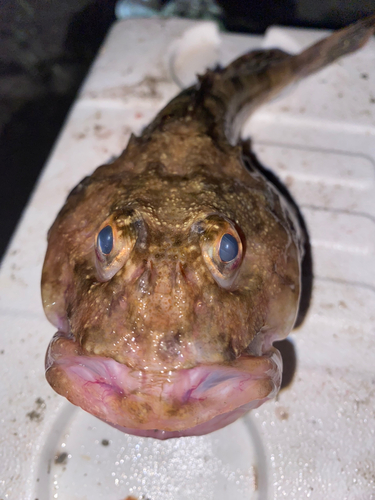 カジカの釣果