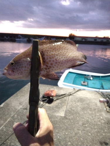 ハタの釣果