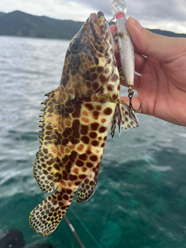 イシガキハタの釣果