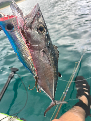 イソマグロの釣果