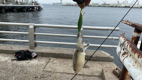 シリヤケイカの釣果