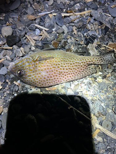 オオモンハタの釣果