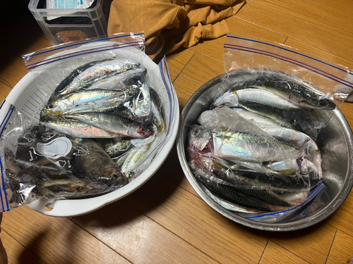 マサバの釣果