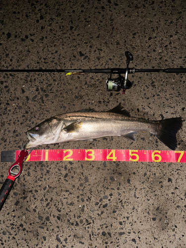 シーバスの釣果