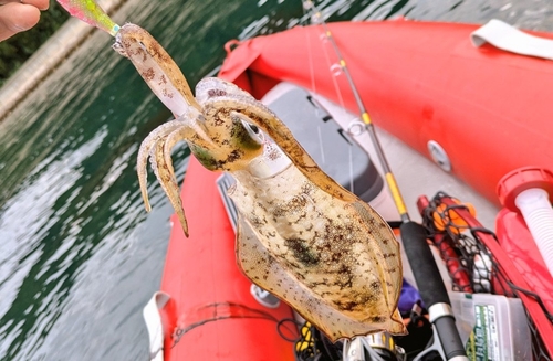 アオリイカの釣果