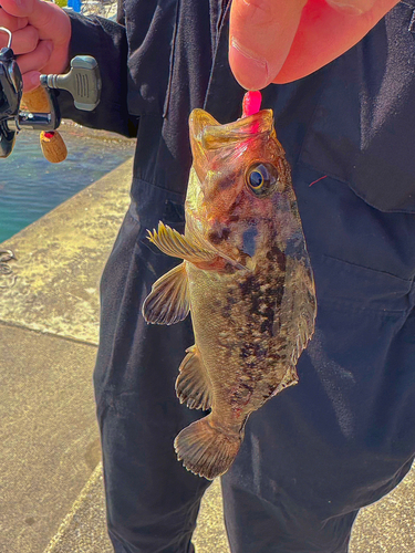 ソイの釣果