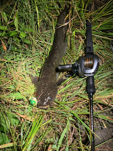 ナマズの釣果