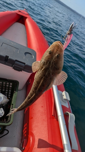 マゴチの釣果