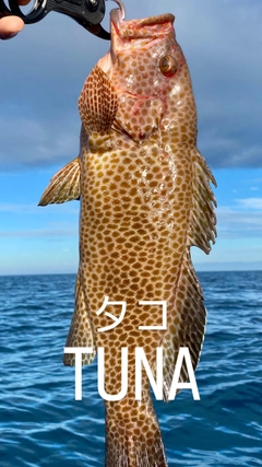 オオモンハタの釣果