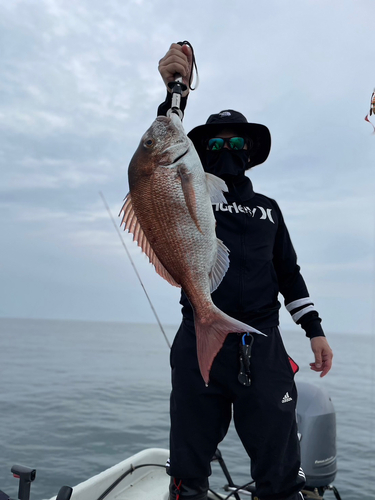 マダイの釣果